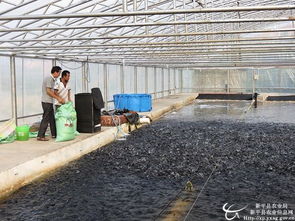 云南玉溪市新平縣首批集約化養殖羅非魚達標上市